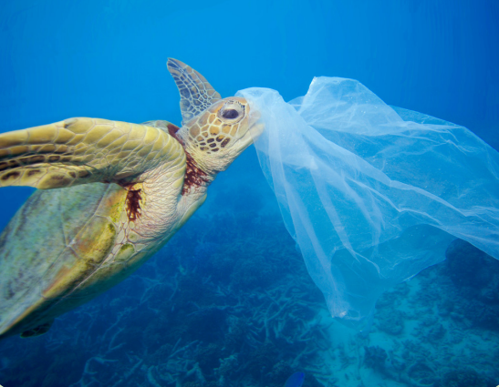 Plastic pollution turtle